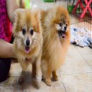 FYPOM KENNEL ขายสุนัขแม่พันธุ์ สีส้ม พร้อมผสม