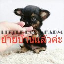 LITTLE DOG'S FARM : ย้ายบ้านแล้วค่ะ ชิวาวาขนยาว สีแบลคแทน ขนยาวแน่น ไซด์จิ๋วๆค่ะ