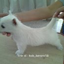 ขายลูกเวสตี้ชาย หญิง เด็กๆพร้อมย้ายบ้านจร้า เกิดวันที่ 21 ส.ค. พ่อเป็นไทยแลนด์แช...