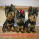 Doozie-Deeva's Yorkies... Teacup Yorkshire Puppies Available Now! ติดต่อได้ค่ะ