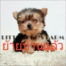 LITTLE DOG'S FARM : ย้ายบ้านแล้วค่ะ ยอร์คเชีย เทอเรีย ไซส์เล็ก สีซิลเวอร์ หน้าต๊...