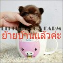 LITTLE DOG'S FARM : ย้ายบ้านแล้วค่ะ  สาวน้อยขนยาว สีชอคโกแลตแอนด์แทน ตัวเล็ก น่า...