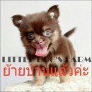 LITTLE DOG'S FARM : ย้ายบ้านแล้วค่ะ สาวน้อยชิวาวา ขนยาว สีชอคโกแลตแอนด์แทน มีคิ้...