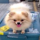 HAPPY DOG HOME ขายแม่พันธ์ปอมขาว หน้าหมี ราคาไม่แพง