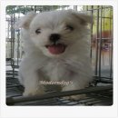 ขายมอลทีส (Maltese) ซื่อสัตย์และน่ารัก สุภาพอ่อนโยน 