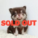 LITTLE DOG'S FARM : ย้ายบ้านแล้วค่ะ ชิวาวาขนยาว ตัวเล็กๆ สีชอคโกแลต&แทน มาร์...