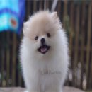 ปอมเมอร์เรเนียน เพศเมีย เกรดโชว์สวยๆ ขาสั้น ขนแน่น ไซด์เล็ก หน้าหมี สีครีม ราคา...