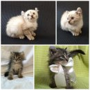 สาวน้อย หูพลิก สายพันธ์ อเมริกันเคิล 2 ตัว เพสเมีย