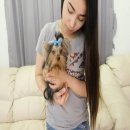 น้อง Yui เพศเมีย เกิด 17 มกราคม 2559 สายเลือดTH.CH และ AM.CH ไซด์ทีคัพราคา15,000...