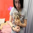 น้อง Disney เพศเมีย เกิด 4 กุมภาพันธ์ 2559 สายเลือดTH.CH และ AM.CH ราคา 15,000 บ...