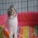 ขายเด็กชาย Scottish fold หูพับ หน้ากลมๆ แบ๊วๆ ค่ะ