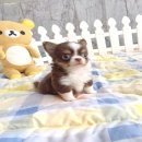 ★ WWW.WOWWCHIHUAHUA.COM★"น้องโมจิ" ชิวาวา เพศผู้ ขนยาว สีชอคโกแลตแทนไว...