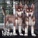***ปิดการขาย*** ไซบีเรียน ฮัสกี้ AM./TH.CH. รับประกันสุขภาพ พร้อมใบเพ็ดดีกรีเต็ม...