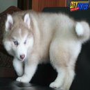 ขายลูกไซบีเรียน ขนยาววูลลี่ เพศเมีย