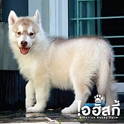 *ปิดการขาย* ลูกไซบีเรียน ฮัสกี้ สีไรด์เรด AM./TH.CH. จากพ่อพันธุ์แม่พันธุ์ชั้นเย...