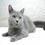 ขายแมวบริติชช็อคแฮร์ สีบลู เพศผู้  9 เดือน