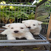 ขายสุนัขพันธุ์เวสตี้ (เวสไฮแลนด์ไวท์เทอร์เรีย) 