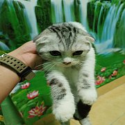 สก๊อตติชหูพับเพศผู้