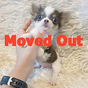 LITTLE DOG'S FARM :จองแล้วค่ะ ชิวาวาขนยาว ไซด์ทีคัพ ตัวเล็กๆ สีแฟนซีขาว-เทา เป๊ะ...