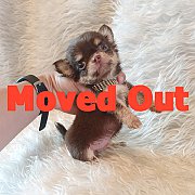 LITTLE DOG'S FARM : ย้ายบ้านแล้วค่ะ ชิวาวาขนยาว สีช็อคโกแลต หน้าสวยๆ น่ารักๆจ้า