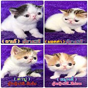 เปิดจอง ลูกแมว EXOTIC SHORT HAIR สายเลือดดี พ่อแม่นำเข้า CFA นอก (ราคานี้หาไม่ได...