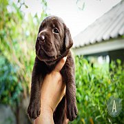 Chocolate Labrador is available 🐶🐶🤗🤗