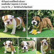Bull dog น่ารัก