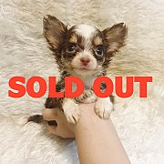 LITTLE DOG'S FARM : ย้ายบ้านแล้วคะ หนุ่มน้อยชิวาวาขนยาว แฟนซีสามสีชอคโกแลต คิ้วแ...