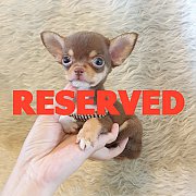 LITTLE DOG'S FARM : จองแล้วคะ หนุ่มน้อยชิวาวาขนสั้น ตัวจิ๋วๆ สีชอคโกแลตแอนด์แทน...