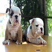 บลูด็อก ผู้ 2 เมีย 1 พร้อมย้ายบ้าน ราคาไม่แพงจ้า