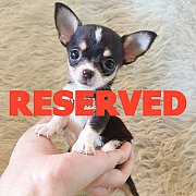 LITTLE DOG'S FARM : จองแล้วคะ หนุ่มน้อยชิวาวาขนสั้น ตัวจิ๋วๆ สีแฟนซีขาว-ดำ มีคิ้...