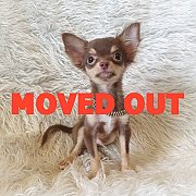 LITTLE DOG'S FARM : ย้ายบ้านแล้วคะ หนุ่มน้อยชิวาวาขนยาว ตัวจิ๋วๆ สีชอคโกแลตแอนด์...