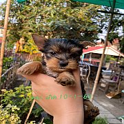 May's Farm. ยอร์คเชียร์เทอร์เรีย  เพศเมีย (ปิดการขาย)