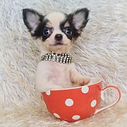 LITTLE DOG'S FARM : ชิวาวาตัวจิ๋วๆ สีแฟนซีขาว-ดำ น่ารักๆจ้า