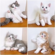 แมว สก๊อตติสโฟร์ สายพันธุ์แท้ คุณภาพ