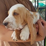 ลูกสุนัขบาสเซ็ทฮาวด์