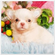 เด็กชายชิวาวา เกรดประกวดสายแชมป์ สายJapan เพ็ดดีกรีเต็มใบ จากฟาร์มชิวาวาซิตี้