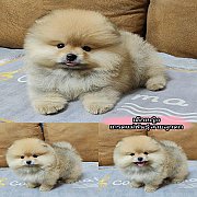 ปอมเมอเรเนียนแท้สีส้ม เพศเมีย