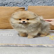 ปอมเมอเรเนียนแท้สีส้ม เพศผู้