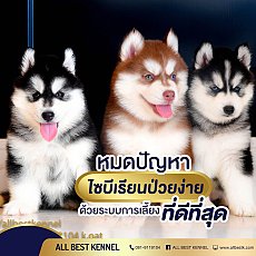 ฟาร์มไซบีเรียนคุณภาพ มีไซบีเรียนห้เลือกมากที่สุดในไทย