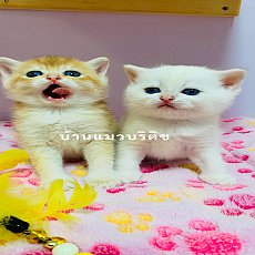 หาบ้านให้น้องแมวบริติชช๊อตแฮร์สายพันธุ์แท้มีใบWCF