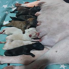 เฟรนบลูด๊อก