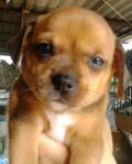 น้องหมาชิวาวาผสมมินิเจอร์เพศเมีย 2 ตัวโทร 085-2999829 จ.นครปฐม