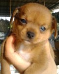 น้องหมาชิวาวาผสมมินิเจอร์เพศเมีย 2 ตัวโทร 085-2999829 จ.นครปฐม