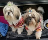 พ่อพันธุ์ชิสุห์ รับผสม ...  Kibzaa Shihtzu