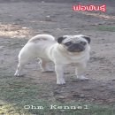 พ่อพันธุ์ปั๊กรับผสม อยู่โคราช