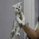  พลอย จ่ะ หมายเลขประกาศ : 122900680 เข้าชม : 2 ครั้ง แก้ไขประกาศ ลบ / ยกเลิกประก...