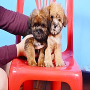 ใครเร็วใครได้นะคะ โปรรรรร ราคาเดียวคะ ตัวละ 1500 รีบไปต่างจังหวัดกลัวไม่มีคนดูแล...