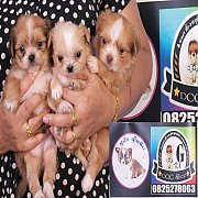 ชิวาว่าผสมชิสุ