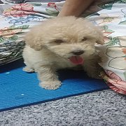 ลูกสุนัขพุดเดิ้ล